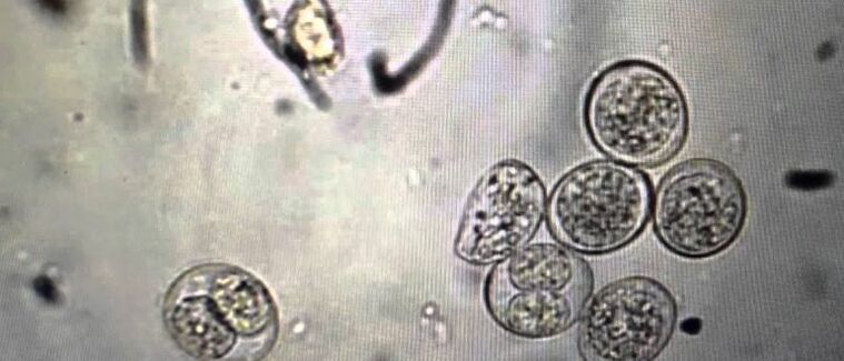 celice protozojskih parazitov